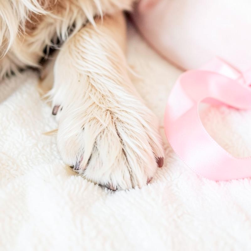 Close-up of a soft dog paw beside a pink ribbon