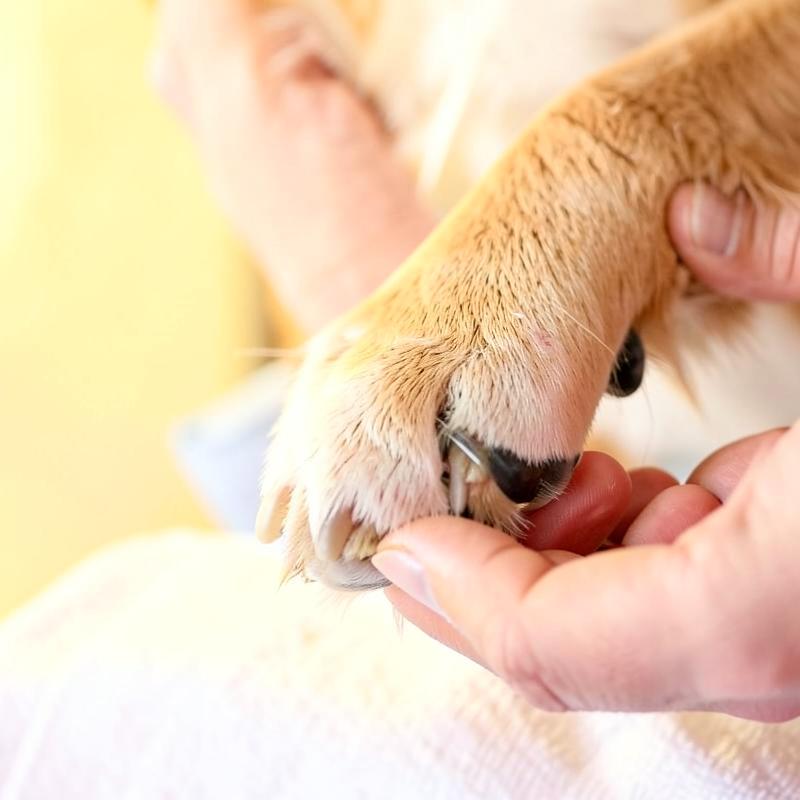 Nail Clipping